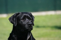 Étalon Labrador Retriever - Angelcraft Loulou blue