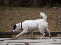 Étalon Parson Russell Terrier - Margotte du Bois des Carnutes