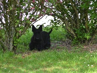 Étalon Scottish Terrier - Lili Du domaine d'alexan