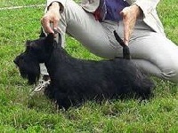 Étalon Scottish Terrier - CH. L'kali Della Roccacia di Modigliana