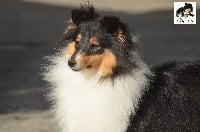 Étalon Shetland Sheepdog - CH. Milky way in the night des lutins de Cassiopée