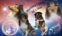 Étalon Shetland Sheepdog - Maitika spirit of love du Domaine du Carpé