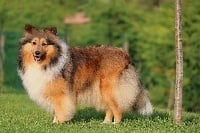 Étalon Shetland Sheepdog - Janis du Domaine de la Salvonière