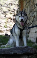 Étalon Siberian Husky - Jaya of Kileut'spirit