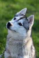Étalon Siberian Husky - Louve Of The Wild Spark