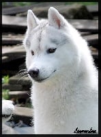 Étalon Siberian Husky - M' tanak Des Sarmentins