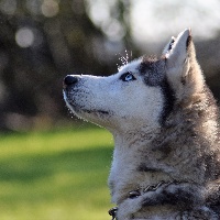Étalon Siberian Husky - Heolenn Des Loups De La Forêt