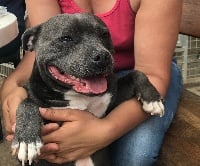 Étalon Staffordshire Bull Terrier - Everybody's Got My happy face