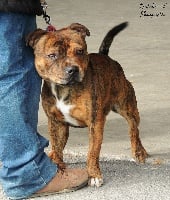 Étalon Staffordshire Bull Terrier - Nounours Des Nuages Dansants