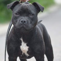 Étalon Staffordshire Bull Terrier - Noustic dit never gip up (Sans Affixe)