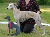 Étalon Whippet - CH. Lhymne a lamour des Jardins de Becky