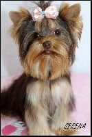 Étalon Yorkshire Terrier - Serena de la cruz