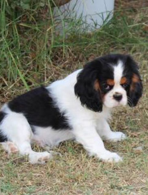 Publication : (Sans Affixe)