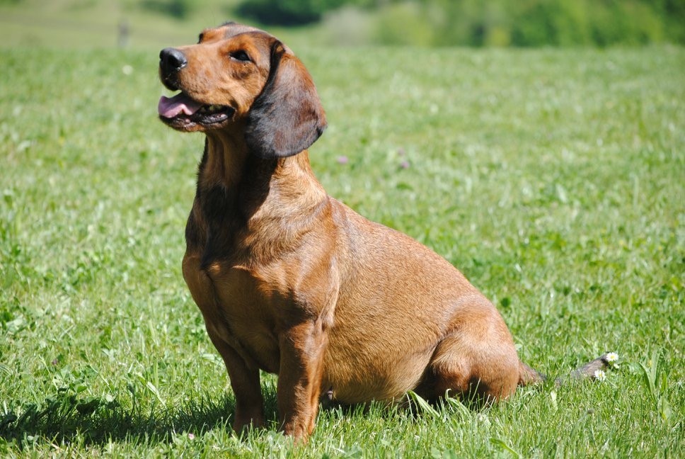 J’lina Titre Initial