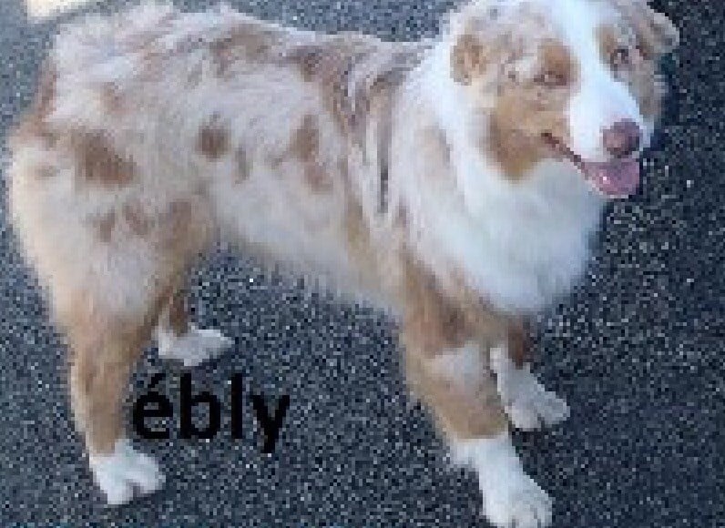 Ebly's (Sans Affixe)