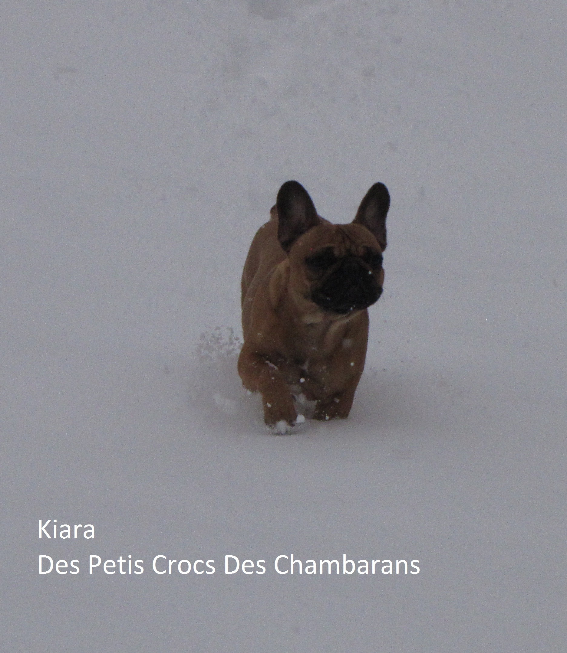 Publication : Des Petits Crocs Des Chambarans Auteur : Patricia Schweiger