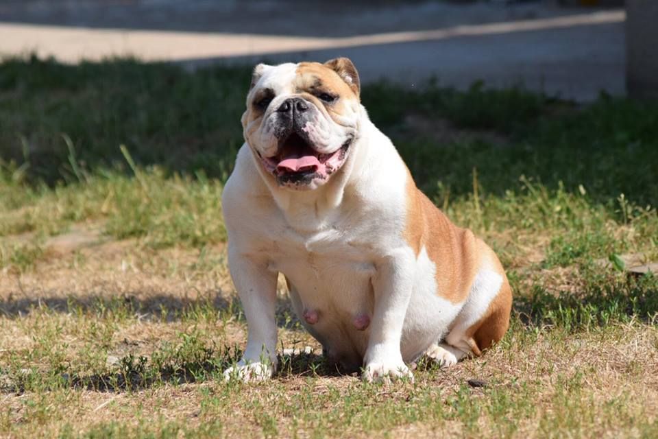 Publication : des Croisades de Tyam