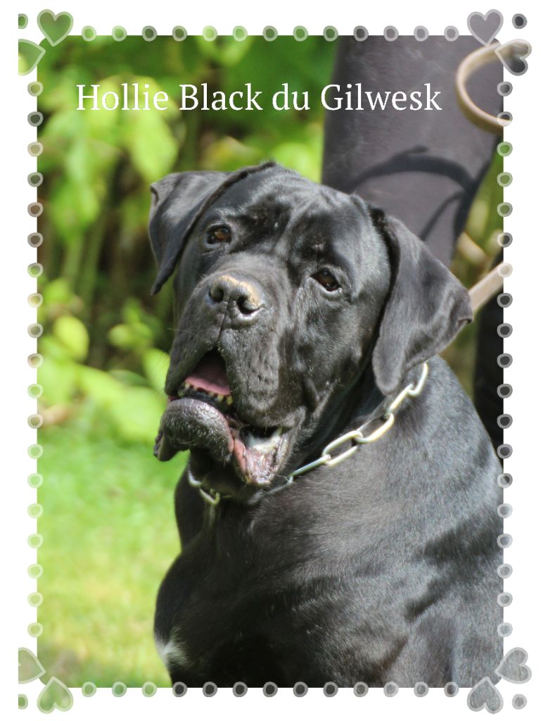 Hollie black du Gilwesk
