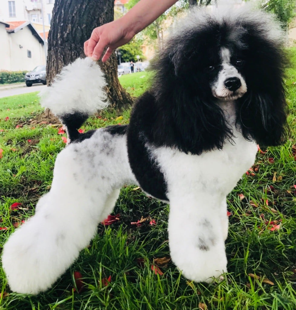 Publication : Du Royaume D'Alfred 