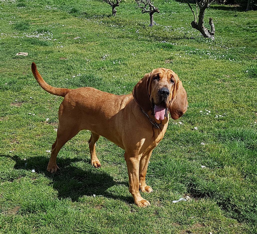 Lysbeth de la colline du bosc