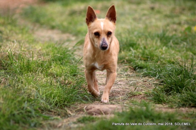 Publication : de Solemel Auteur : Solemel