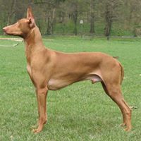 CH. faouziah's Exellentia shadrach