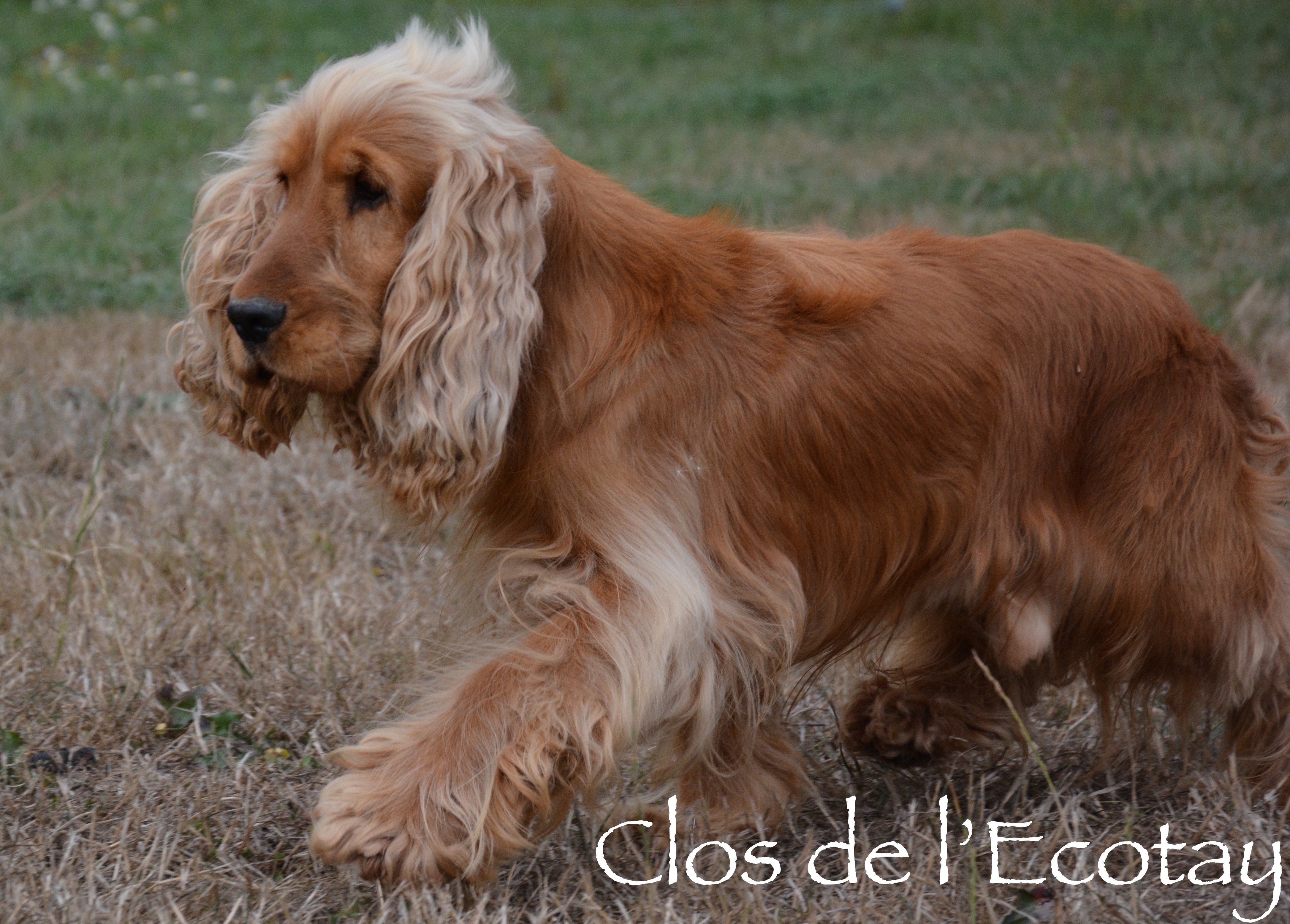 Publication : Du Clos De L'Ecotay Auteur : clos de l'Ecotay