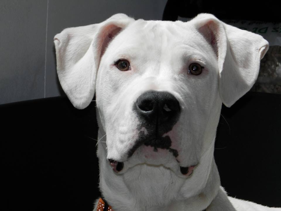 Publication : Des Blancs Menhirs 