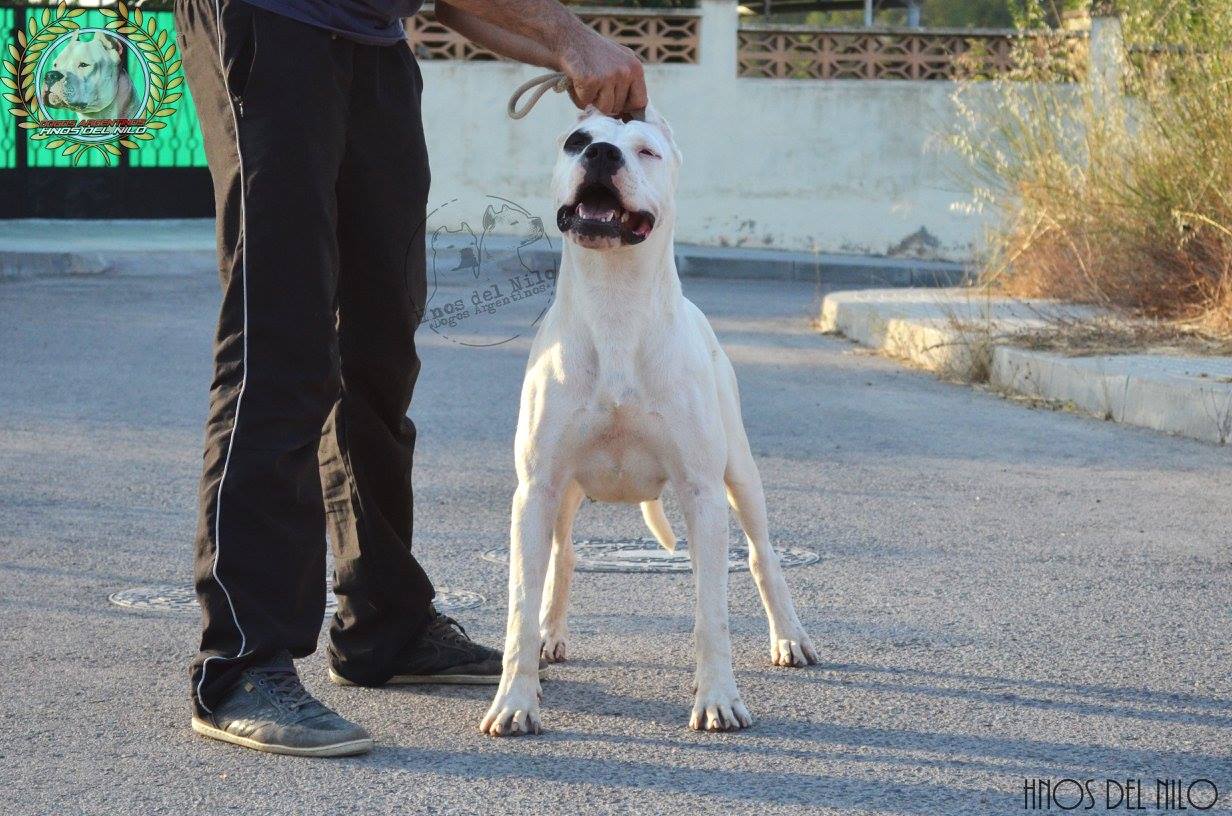 Publication : Hnos Del Nilo Auteur : 8 months - Hnos del Nilo