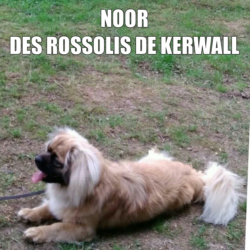 Publication : Des Rossolis De Kerwall Auteur : DES ROSSOLIS DE KERWALL