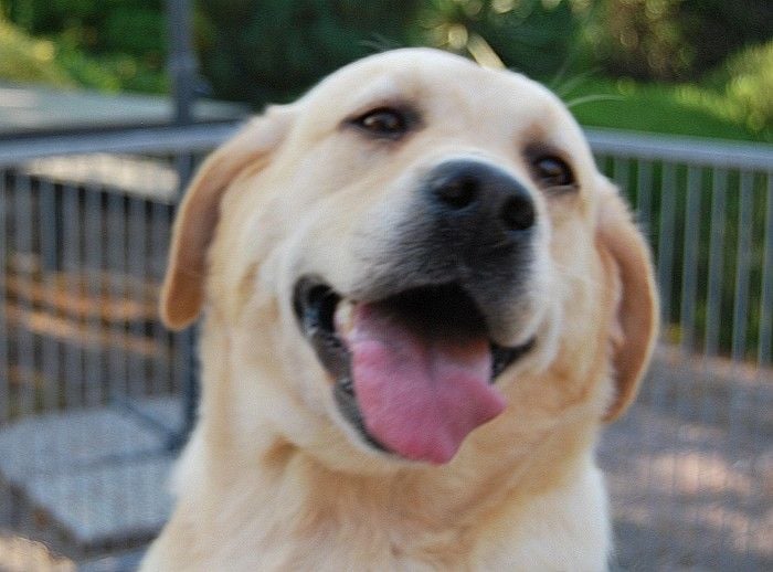 Miss fauve de la corbeille de venus