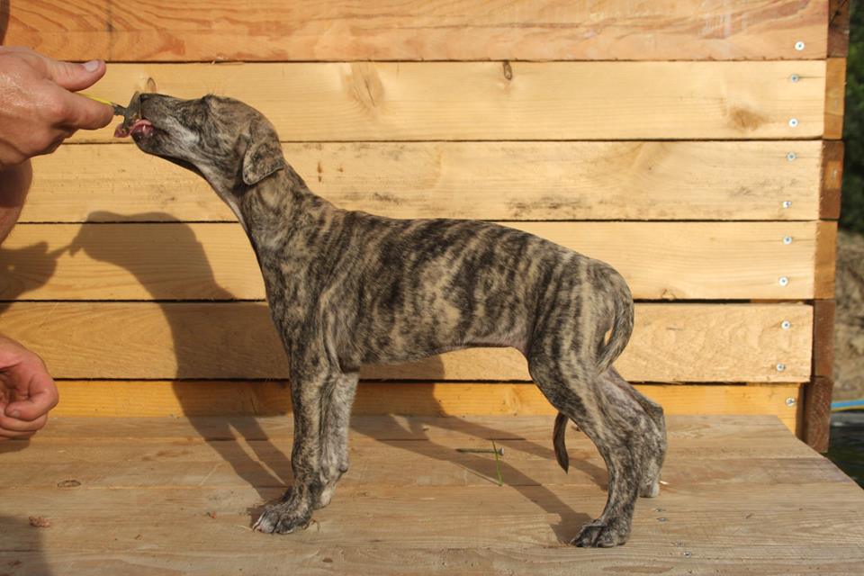 Publication : De La Tribu Des Muxuligan 