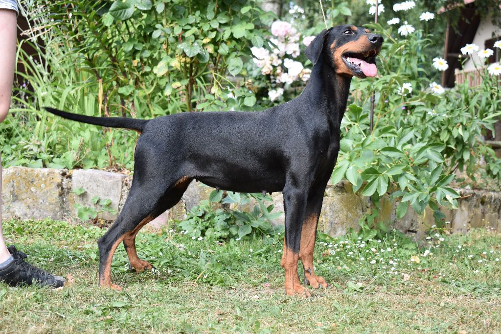 Publication : De la capellière 