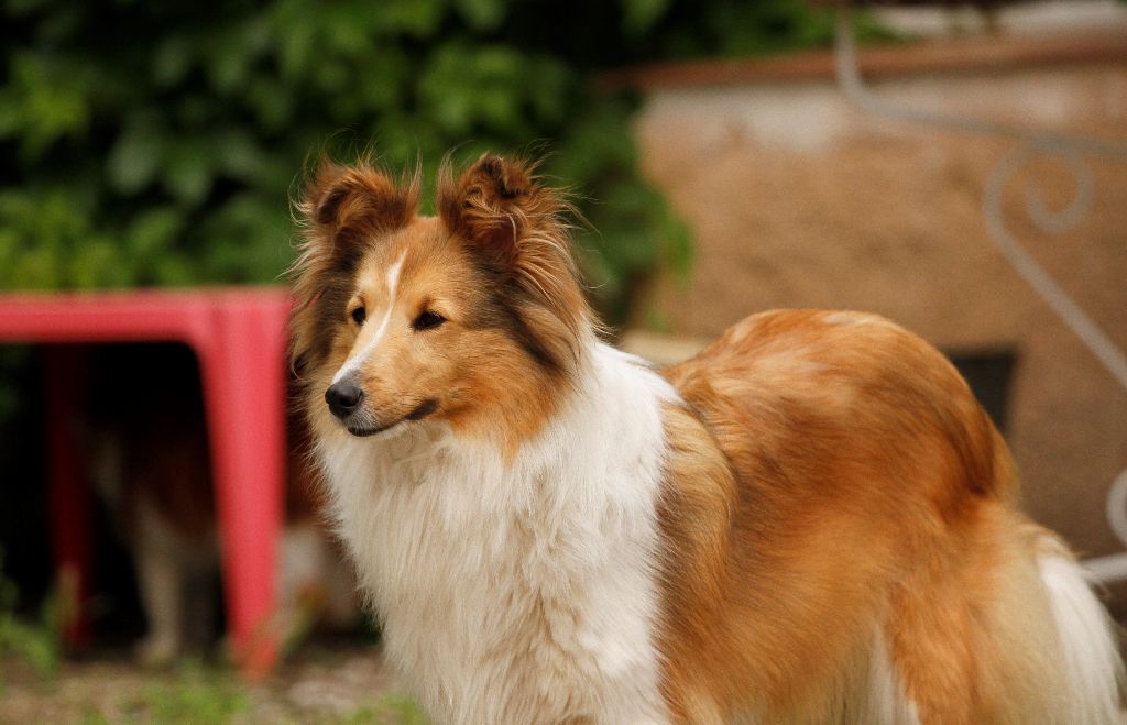 Ivolie Des mille vergers