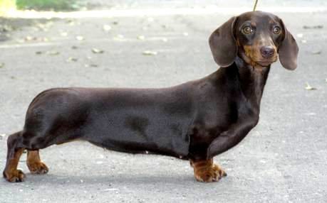 CH. Makovoe zenitska iz omskoi krespoti