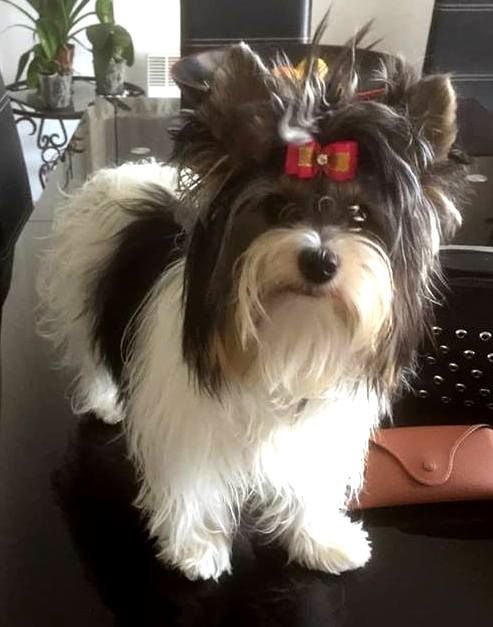 Publication : Du Mas De La Pommière 