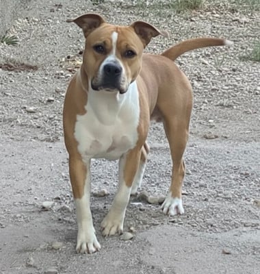 Étalon American Staffordshire Terrier - Legend royal du domaine de roujus