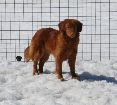 Étalon Retriever de la Nouvelle-Ecosse - Gold star A Kwack Shot for 2 at Tuffntendr