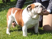 Étalon Bulldog Anglais - CH. british gladiator Hank