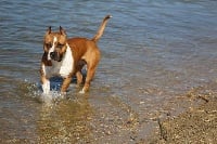 Étalon American Staffordshire Terrier - CH. Armagendon ansi angels