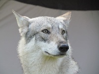 Étalon Chien-loup de Saarloos - CH. Narbred Des Rives Du Fleuve Léna