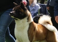 Étalon Akita americain - Magnéto Marvel'house Akitas