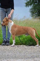 Étalon American Staffordshire Terrier - Legend royal du domaine de roujus