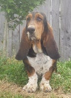 Étalon Basset Hound - Lune du Rallye Gascon Normand