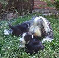 Étalon Bearded Collie - Indira de Chester