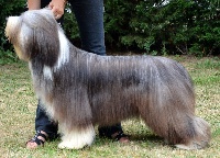 Étalon Bearded Collie - in vogue island New xciting hope