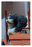 Étalon Bearded Collie - Fan d'elvis Des Bergers des Mille et Une Nuit