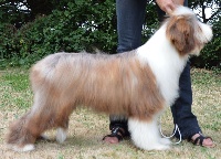 Étalon Bearded Collie - in vogue island Our sweet diamond