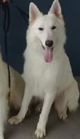 Étalon Berger Blanc Suisse - Mikita (Sans Affixe)