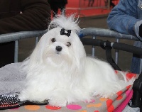 Étalon Bichon maltais - CH. Miss dior de L'Adoree Peneloppe